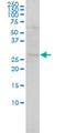 SH3 Domain Binding Glutamate Rich Protein antibody, H00006450-M01, Novus Biologicals, Western Blot image 