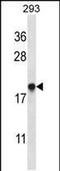 ER Membrane Protein Complex Subunit 4 antibody, PA5-48708, Invitrogen Antibodies, Western Blot image 