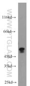 Caspase 2 antibody, 10436-1-AP, Proteintech Group, Western Blot image 