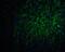 Forkhead Box A2 antibody, 7257, ProSci, Immunofluorescence image 