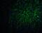 Hepatocyte nuclear factor 3-beta antibody, 7257, ProSci, Immunofluorescence image 