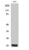 H1 Histone Family Member 0 antibody, PA5-50984, Invitrogen Antibodies, Western Blot image 