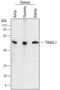 Tubulointerstitial Nephritis Antigen Like 1 antibody, AF7185, R&D Systems, Western Blot image 