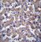 Transmembrane Protein 70 antibody, LS-C162033, Lifespan Biosciences, Immunohistochemistry frozen image 