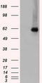 Checkpoint Kinase 2 antibody, TA500405, Origene, Western Blot image 