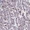 Retinal Degeneration 3 Like antibody, NBP2-49539, Novus Biologicals, Immunohistochemistry paraffin image 
