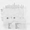 Crystallin Alpha B antibody, NBP1-22410, Novus Biologicals, Western Blot image 