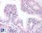 ETS Transcription Factor ERG antibody, 45-549, ProSci, Immunohistochemistry frozen image 
