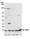 Transcription elongation factor B polypeptide 1 antibody, A304-787A, Bethyl Labs, Western Blot image 