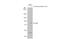 Tumor Protein P73 antibody, GTX109045, GeneTex, Western Blot image 