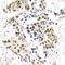 ATM Serine/Threonine Kinase antibody, 79-156, ProSci, Immunohistochemistry frozen image 