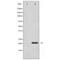 Survivin antibody, SPC-1335D-A390, StressMarq, Western Blot image 