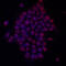 Kruppel Like Factor 4 antibody, AF3640, R&D Systems, Immunofluorescence image 
