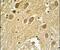 Secernin 1 antibody, PA5-25190, Invitrogen Antibodies, Immunohistochemistry frozen image 