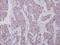 Cyclin Dependent Kinase 7 antibody, GTX111919, GeneTex, Immunohistochemistry paraffin image 