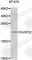 Dual Specificity Phosphatase 22 antibody, A7281, ABclonal Technology, Western Blot image 