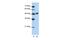 WD Repeat Domain 13 antibody, PA5-41983, Invitrogen Antibodies, Western Blot image 