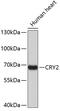 Cryptochrome Circadian Regulator 2 antibody, 19-167, ProSci, Western Blot image 