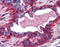 Prolactin Receptor antibody, 49-997, ProSci, Immunohistochemistry paraffin image 