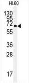 Heat Shock Protein Family A (Hsp70) Member 5 antibody, LS-B3388, Lifespan Biosciences, Western Blot image 