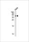 Serpin Family B Member 5 antibody, PA5-35104, Invitrogen Antibodies, Western Blot image 