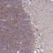 GPRIN Family Member 3 antibody, PA5-63655, Invitrogen Antibodies, Immunohistochemistry frozen image 