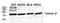 Catenin Beta 1 antibody, STJ92037, St John