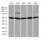 Transcription Factor 12 antibody, LS-C792174, Lifespan Biosciences, Western Blot image 