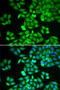 Rho GDP Dissociation Inhibitor Alpha antibody, LS-C748518, Lifespan Biosciences, Immunofluorescence image 