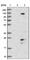 Transmembrane Protein 186 antibody, HPA018226, Atlas Antibodies, Western Blot image 