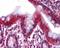 Hepatocyte Nuclear Factor 4 Alpha antibody, orb329675, Biorbyt, Immunohistochemistry paraffin image 
