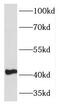 Kruppel Like Factor 13 antibody, FNab04599, FineTest, Western Blot image 