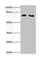 Cytochrome P450 Oxidoreductase antibody, LS-C285659, Lifespan Biosciences, Western Blot image 