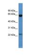 BAI1 Associated Protein 2 antibody, orb329576, Biorbyt, Western Blot image 