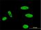 MLLT1 Super Elongation Complex Subunit antibody, H00004298-M01, Novus Biologicals, Immunocytochemistry image 