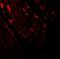 CREB Regulated Transcription Coactivator 2 antibody, A01118, Boster Biological Technology, Immunofluorescence image 