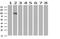 Leucine Rich Repeat Containing G Protein-Coupled Receptor 6 antibody, NBP2-45632, Novus Biologicals, Western Blot image 