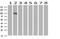 Leucine-rich repeat-containing G-protein coupled receptor 6 antibody, NBP2-45632, Novus Biologicals, Western Blot image 