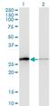 Transcription Elongation Factor A Like 1 antibody, H00009338-M01, Novus Biologicals, Western Blot image 