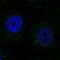 SCO Cytochrome C Oxidase Assembly Protein 2 antibody, NBP2-68675, Novus Biologicals, Immunofluorescence image 