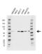 P21 (RAC1) Activated Kinase 1 antibody, VMA00700, Bio-Rad (formerly AbD Serotec) , Western Blot image 