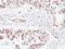 Zinc Finger Protein 501 antibody, LS-C155462, Lifespan Biosciences, Immunohistochemistry frozen image 