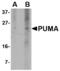 BCL2 Binding Component 3 antibody, LS-C53489, Lifespan Biosciences, Western Blot image 