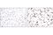 c-Myc antibody, 2276S, Cell Signaling Technology, Immunohistochemistry paraffin image 