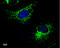 Ubiquinol-Cytochrome C Reductase Core Protein 1 antibody, GTX630413, GeneTex, Immunofluorescence image 