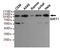 Sirtuin 1 antibody, STJ99238, St John