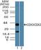 Caudal Type Homeobox 2 antibody, PA5-23397, Invitrogen Antibodies, Western Blot image 