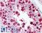 Cell Division Cycle 6 antibody, LS-B1969, Lifespan Biosciences, Immunohistochemistry frozen image 