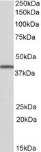 Transcription Factor 4 antibody, 43-390, ProSci, Enzyme Linked Immunosorbent Assay image 