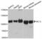 SEL1L Adaptor Subunit Of ERAD E3 Ubiquitin Ligase antibody, PA5-76579, Invitrogen Antibodies, Western Blot image 